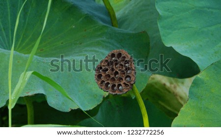 This picture shows lotus seeds.