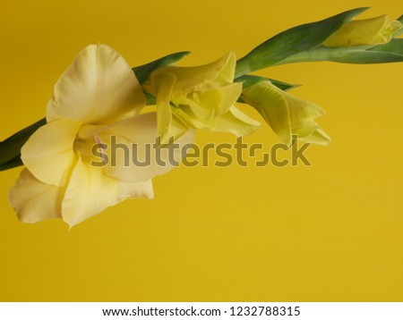 This is the flower of Gladiolus.  (Yellow backdrop) 