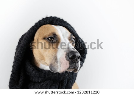 Cute dog in warm clothes concept. Beautiful staffordshire terrier puppy in black scarf in studio background