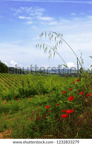 View of an Italian vineyard with poppy flowers and green rows of grapes in Tuscany on a sunny spring day