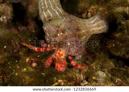 Big red hermit crab, Dardanus calidus