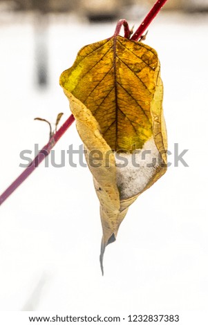 snow yellow birch leaves close up
