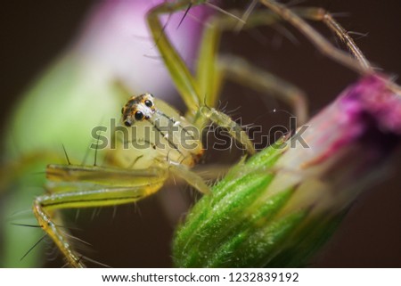                                Green Spider on the violet flower