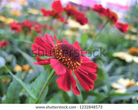 macro photo with decorative background of a beautiful flower with pink petals of a herbaceous plant for landscaping and garden landscape design and decor as a source for prints, advertising, posters
