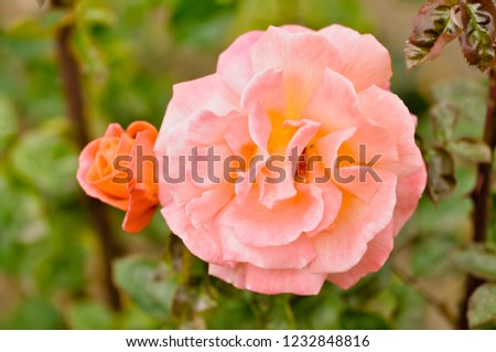 Pink rose in the garden in a natural environment. Symbol of love and honor. Perfect for background greeting cards and invitations of the wedding, birthday, Valentine's Day, Mother's Day