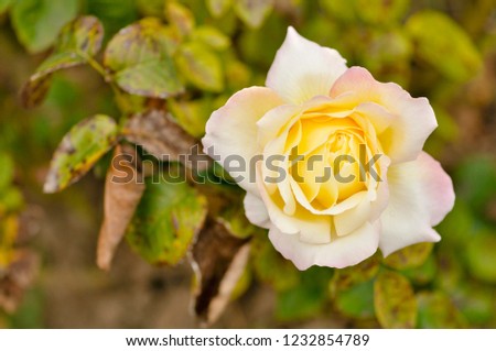 Yellowish-brown rose in the garden in a natural environment. Symbol of love and honor. Perfect for background greeting cards and invitations of the wedding, birthday, Valentine's Day, Mother's Day