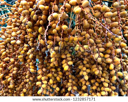 The picture shows the still immature yellow fruit of the date palm.