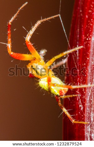 small red and green spider