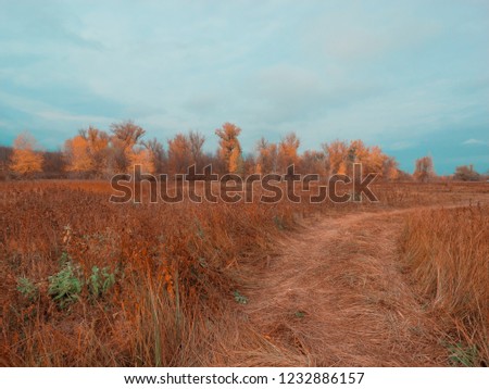 Autumn field with dry yellow grass