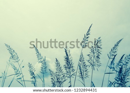 Flower grass against blue sky in winter. The image depicts loneliness without people.