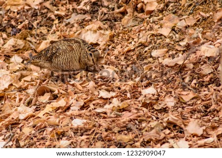 Camouflage bird woodcock. Brown dry leaves. Bird: Eurasian Woodcock. Scolopax rusticola.