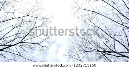 beautiful tree branches on a white background