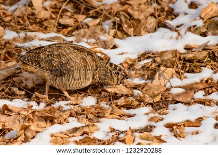 Camouflage bird woodcock. Brown dry leaves and white snow background. Bird: Eurasian Woodcock. Scolopax rusticola.