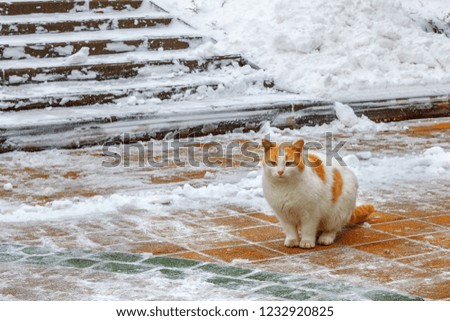 The homeless red cat on the town sidewalk in the snowy winter weather.