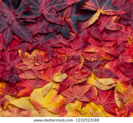 Beautiful collage background of autumn leaves from yellow to dark red