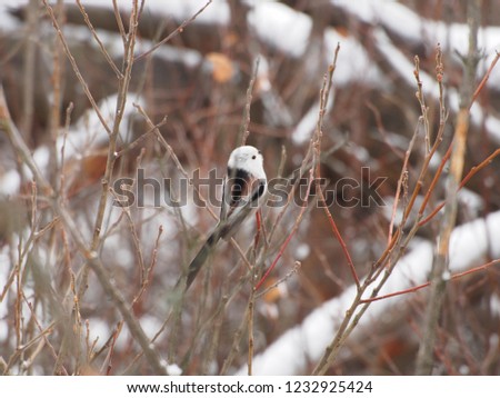 Long-tailed tit bird sitting on a branch in winter