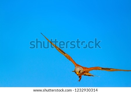 Flying falcon with hunt. Blue sky background. Bird: Lesser Kestrel. Falco naumanni.