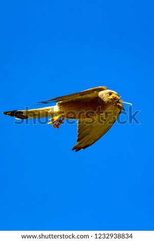 Flying falcon with hunt. Blue sky background. Bird: Lesser Kestrel. Falco naumanni.