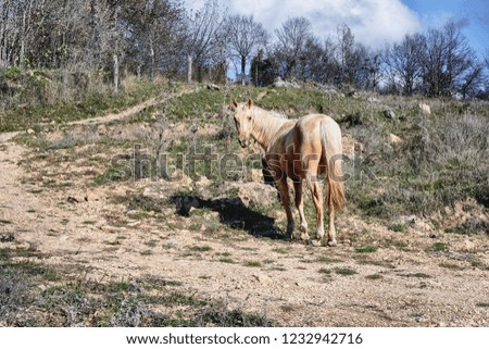 A light horse looks into the lens of a photographer in the middle of a hilly field. A horse grazes in a meadow in the vicinity of a village. Sand-colored horse grazes on a hillock in late autumn.