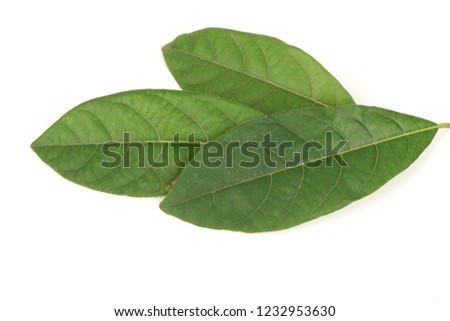 Litsea glutinosa (Lour.) C.B.Rob.,green leaves have medicinal property.