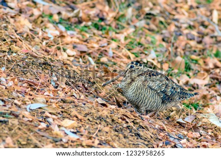 Woodcock. Dry leaves background. Bird: Eurasian Woodcock. Scolopax rusticola.
