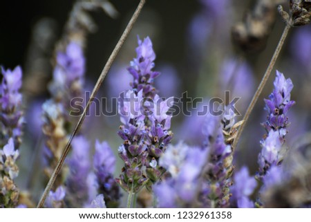 lavender Cyprus field 