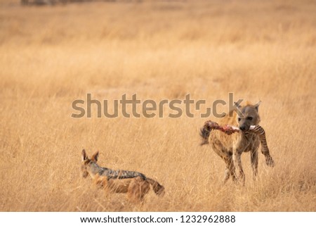 hyenas's fighting with Jackal  for zebra leg after lion family done there breakfast