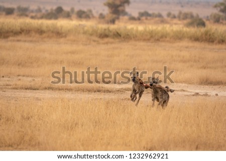 two hyenas're fighting for zebra leg after lion family done there breakfast