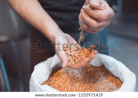 Malt in the hands of the brewer close-up. Holds grain in the palms of your hands Royalty-Free Stock Photo #1232971429