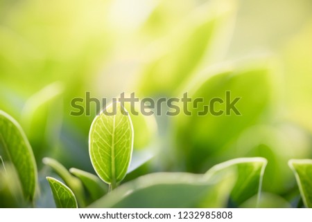 Nature of green leaf in garden at summer. Natural green leaves plants using as spring background cover page environment ecology or greenery wallpaper Royalty-Free Stock Photo #1232985808