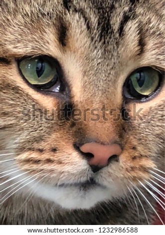Macro photography of cat 