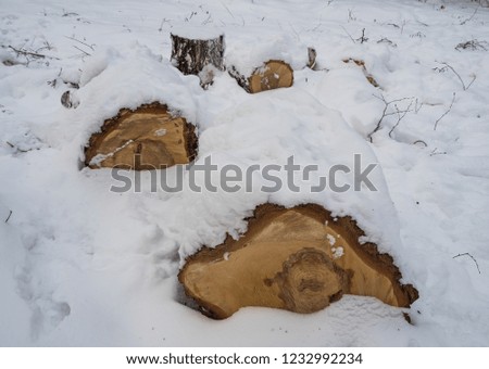 birch firewood under the recently fallen snow in Novosibirsk, Russia