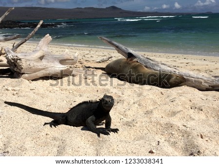 Galapagos Sea lion and Marine iguana 