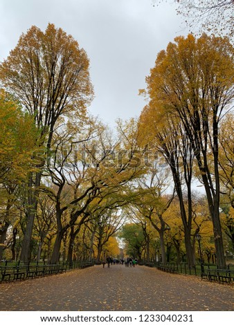 Central Park in the Autumn, NYC