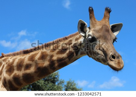african giraffe ...