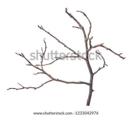 beautiful dry twig of tree isolated on white background, close up Royalty-Free Stock Photo #1233042976
