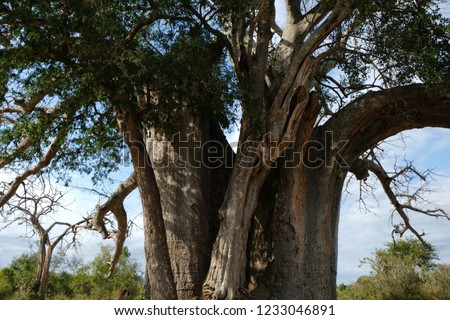 Amazingly large baobab in Tanzania's national park