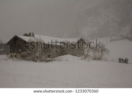 picturesque picture of horses grazing in a snowy windy blizzard in the alpine mountains