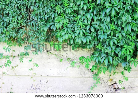 a vineyard wall