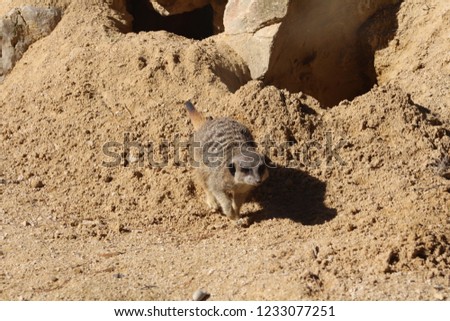 suricat of guard