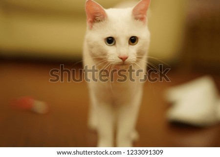 One lovely white cat with the different color eyes, one blue and the other brown