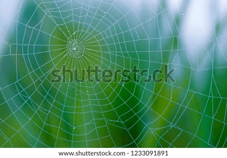 Defocus of dew drop on spider web with dawn light.