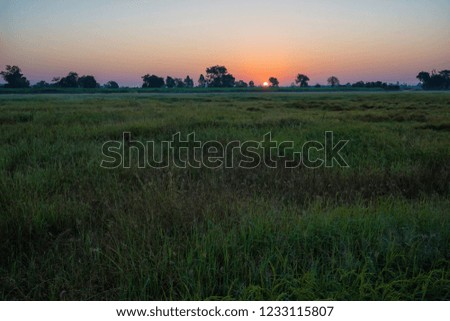 Beautiful landscape picture of green rice field in the morning sunrise beside agriculture farm.