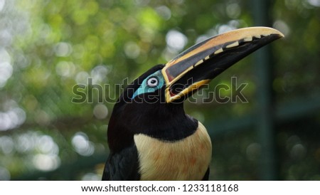 toucan birds close up