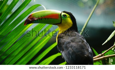 toucan birds close up