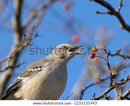 Mockingbird eating red berries in tree with blue sky background