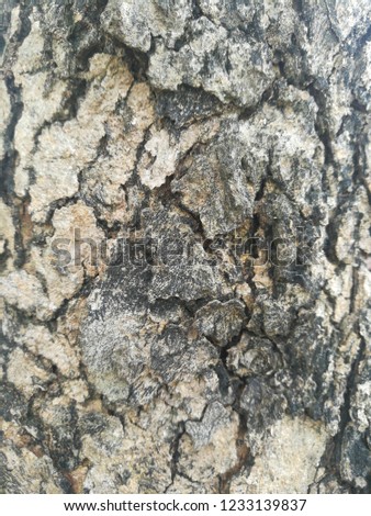 Tree bark texture nature