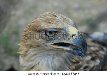 
Eagle close up and open beak