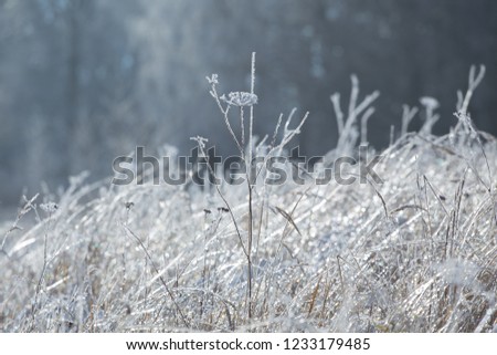 
Grass in the ice crust. Conceptual photo. Winter landscape. Nature in winter.