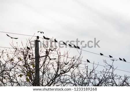 Black crows on the electric line in autumn season